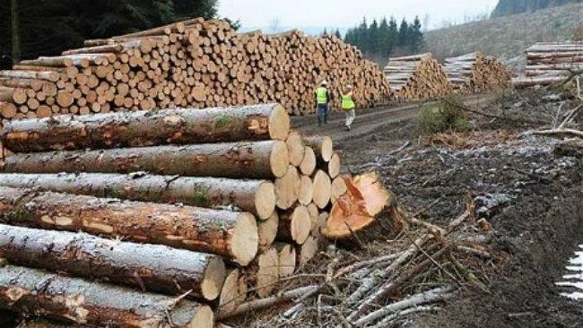 Material lemnos transportat fără documente de provenienţă, în Prahova, confiscat de poliţişti 