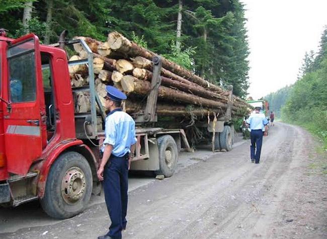 Mureș - Peste 73 mc de lemn, confiscat de polițiști