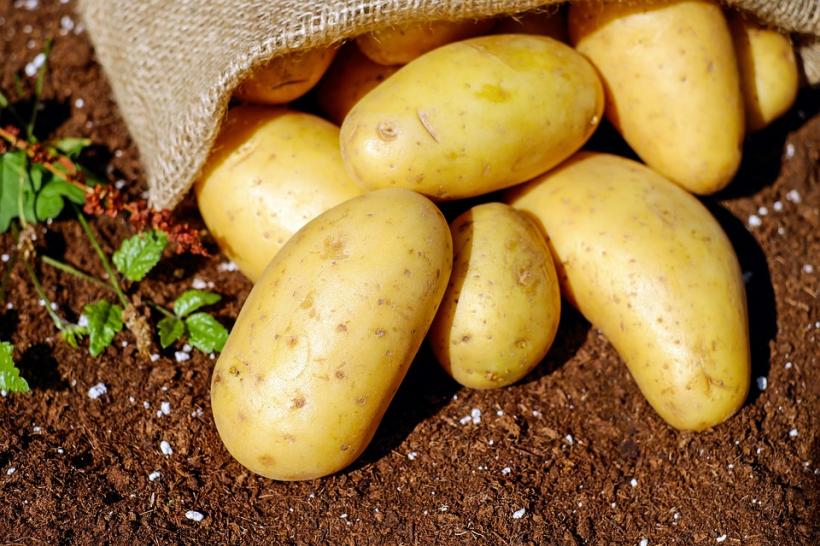 Ce dureri vindecă banalii cartofi