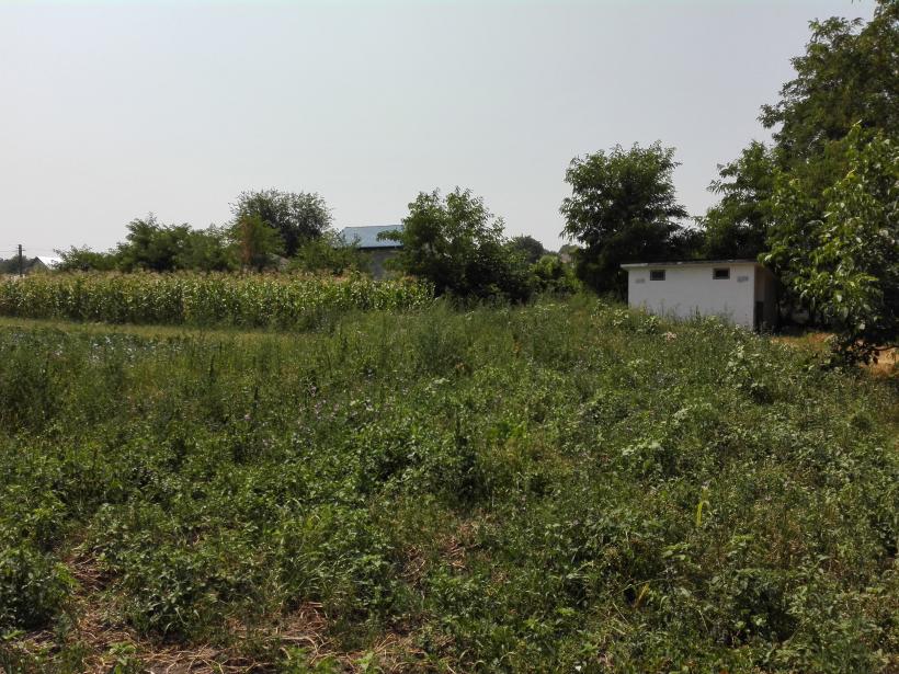 Cum ne batem joc de memoria lui Vasile Alecsandri 18546979