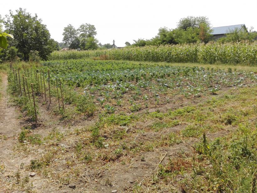 Cum ne batem joc de memoria lui Vasile Alecsandri 18546983