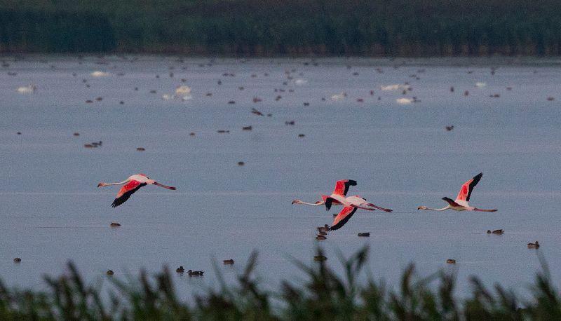 Senzație în România! 4 păsări flamingo au ajuns în Delta Dunării