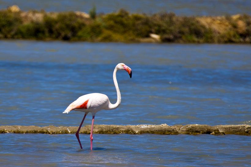 Raritate. Păsări flamingo în Delta Dunării