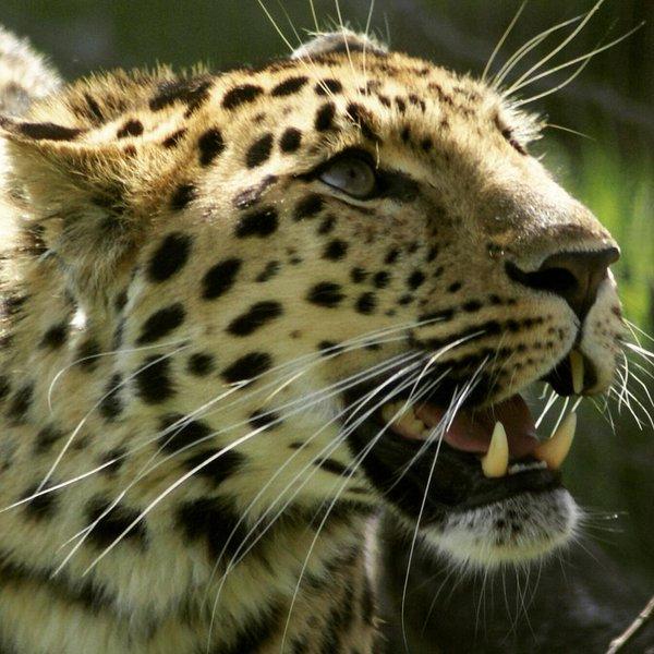 Un exemplar de leopard de Amur, subspecie protejată, a fost reperat în nord-estul Chinei 