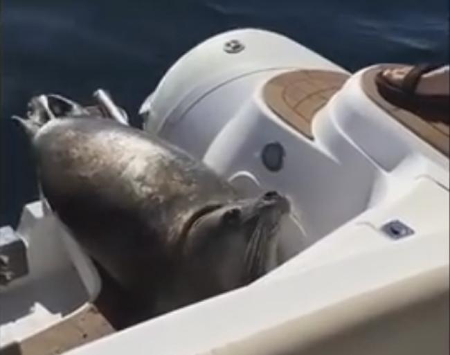 VIDEO - O focă atacată de balene orca se refugiază pe o şalupă plină cu oameni