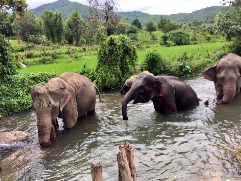 Fermierii thailandezi folosesc ''armate'' de albine pentru a izgoni elefanţii de pe culturi 