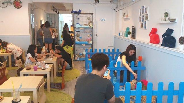  În Hong Kong s-a deschis prima cafenea cu iepuraşi 