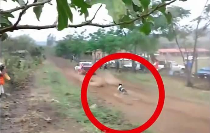 VIDEO - Cel mai norocos câine din lume