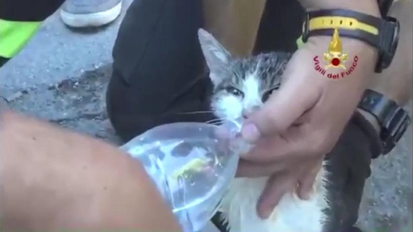 O pisică salvată la cinci zile de la cutremur din dărâmăturile din Amatrice şi-a regăsit stăpâna 