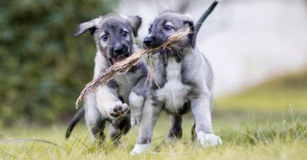 S-au născut primii câini gemeni identici