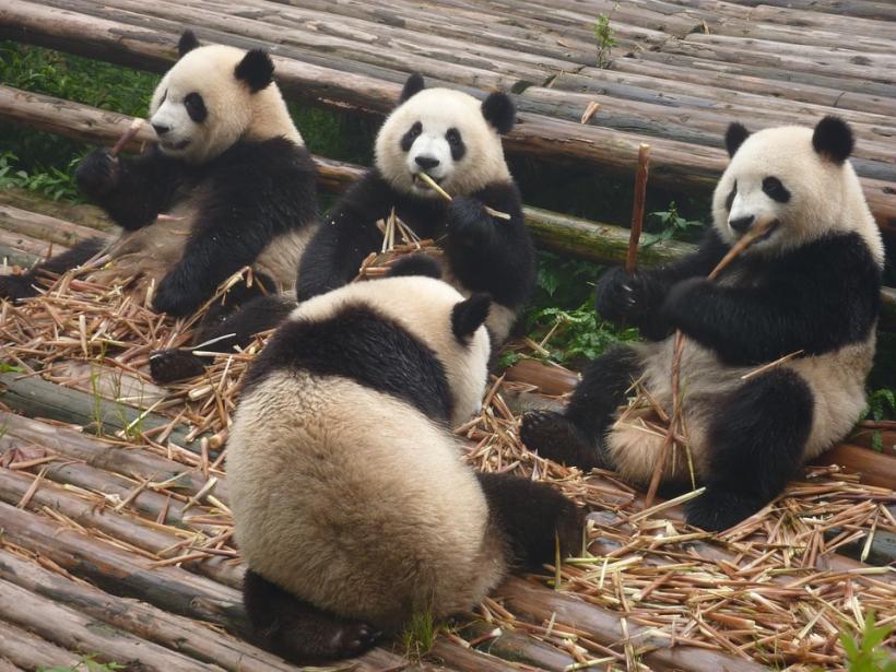 Urşii panda gigant nu mai sunt o specie pe cale de dispariţie