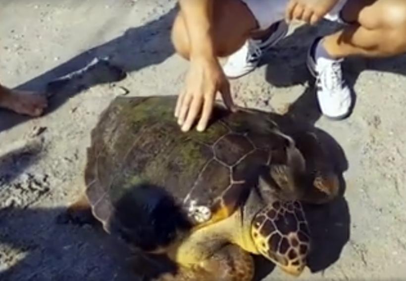 VIDEO - PREMIERĂ ÎN ROMÂNIA - O ţestoasă verde de apă a ajuns în Marea Neagră