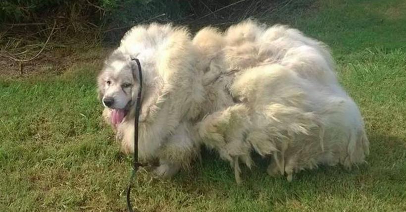 Un câine din Marea Britanie a fost salvat după ce a stat închis într-un hambar timp de 7 ani
