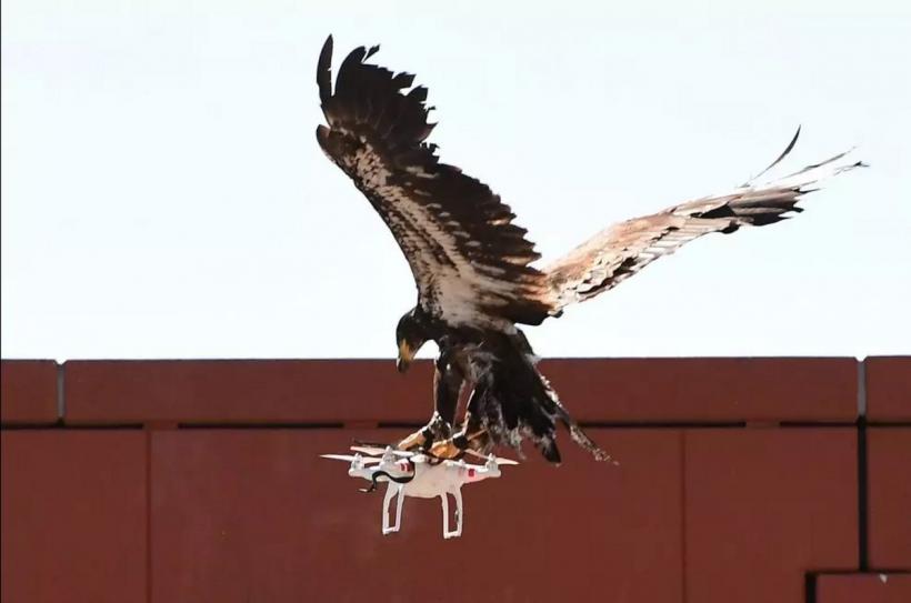 Poliţia olandeză recurge la vulturi pentru a intercepta drone care survolează o zonă interzisă