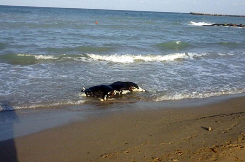 Un viţel aflat în stare avansată de putrefacţie zace pe plaja din Eforie Sud