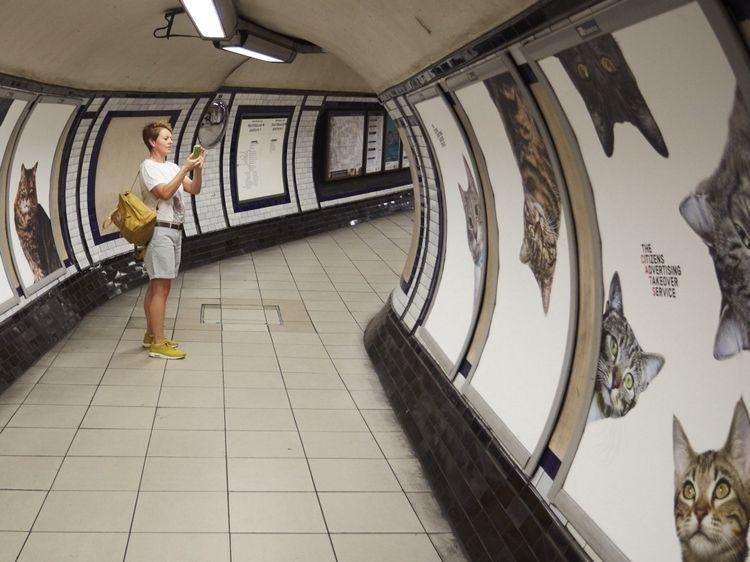 VIDEO - De ce o staţie a metroului londonez a fost &quot;invadată&quot; de pisici