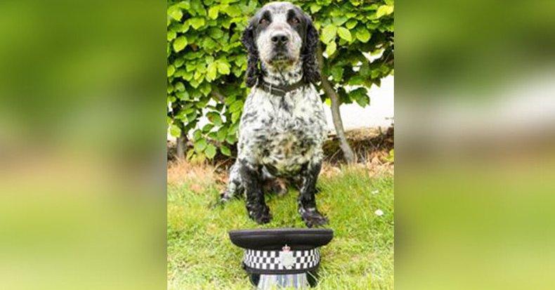 Poliţia din Derbyshire, Marea Britanie, foloseşte un câine pentru ''adulmecarea'' violatorilor