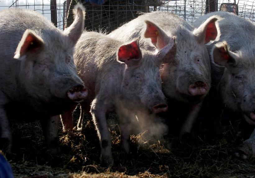 Irimescu: După 70 de ani, România poate să exporte porci vii; un eveniment într-adevăr remarcabil