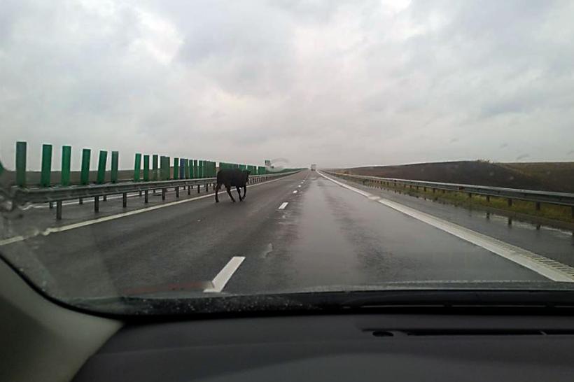 Cu ce ne putem întâlni pe autostrăzile din România? De pildă cu o vacă