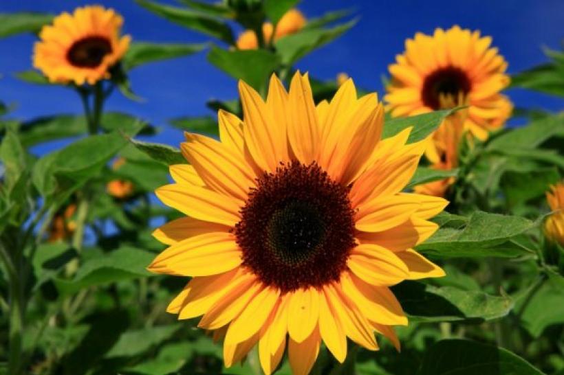 Leacuri și credințe: Floarea soarelui - ritualuri și rețete vindecătoare