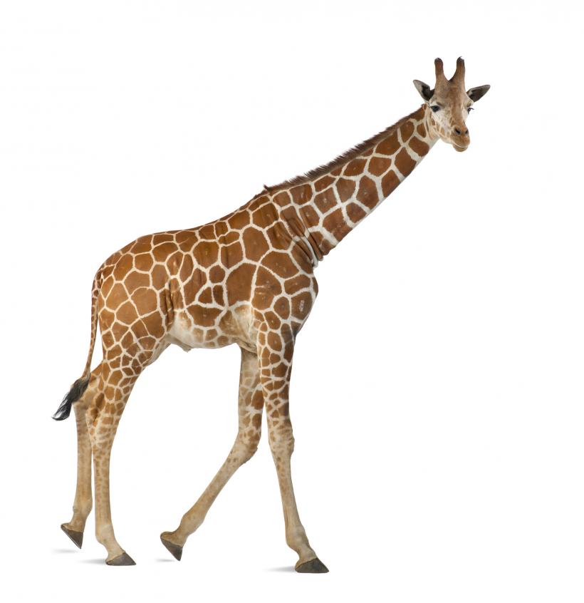 Girafele – patru specii diferite