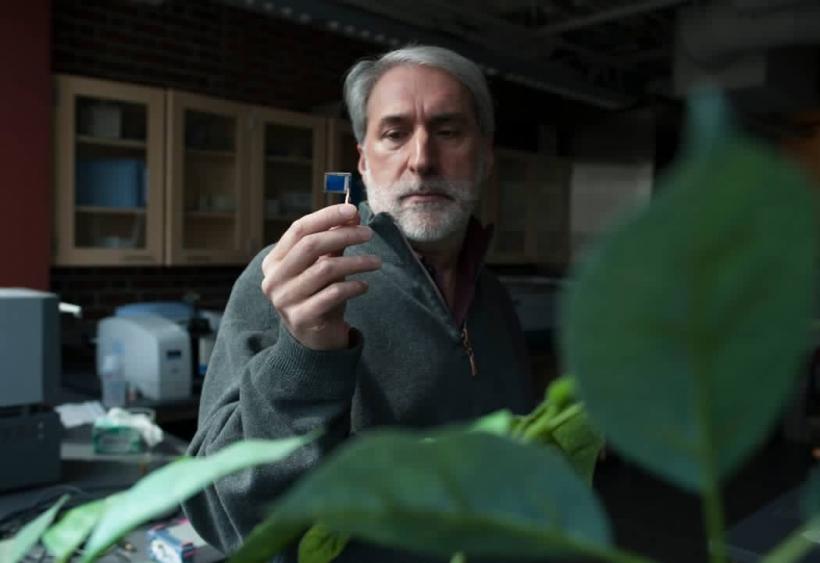Frunza bionică – transformă CO2 în aer şi alcool