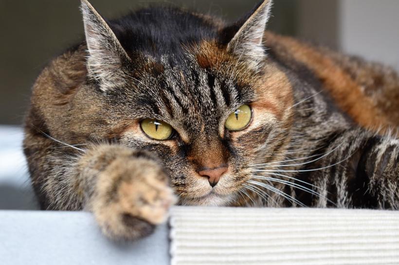 Un studiu confirmă faptul că pisicile pot purta bacterii ce ne pot cauza moartea