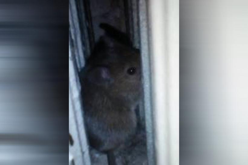 VIDEO - Spitalului de Pneumoftiziologie Aiud este infestat cu șoareci și gândaci