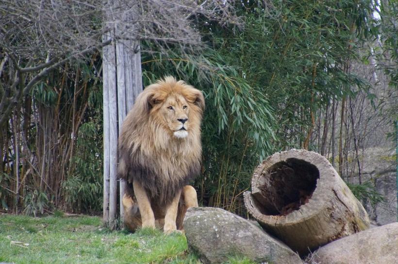 Un leu scăpat din perimetrul său la grădina zoologică din Leipzig a fost împuşcat 