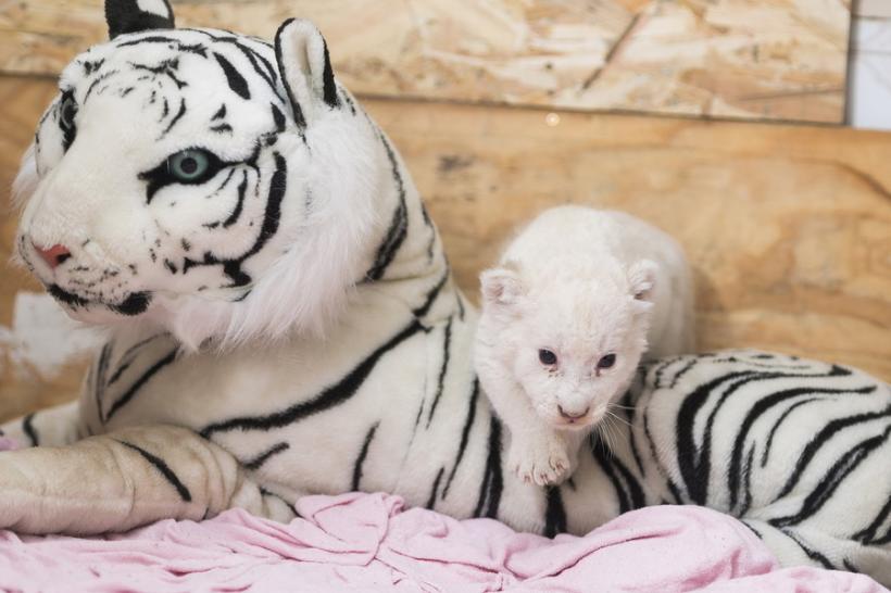 GALERIE FOTO - Un pui de leu alb s-a născut într-o grădină zoologică din Ungaria