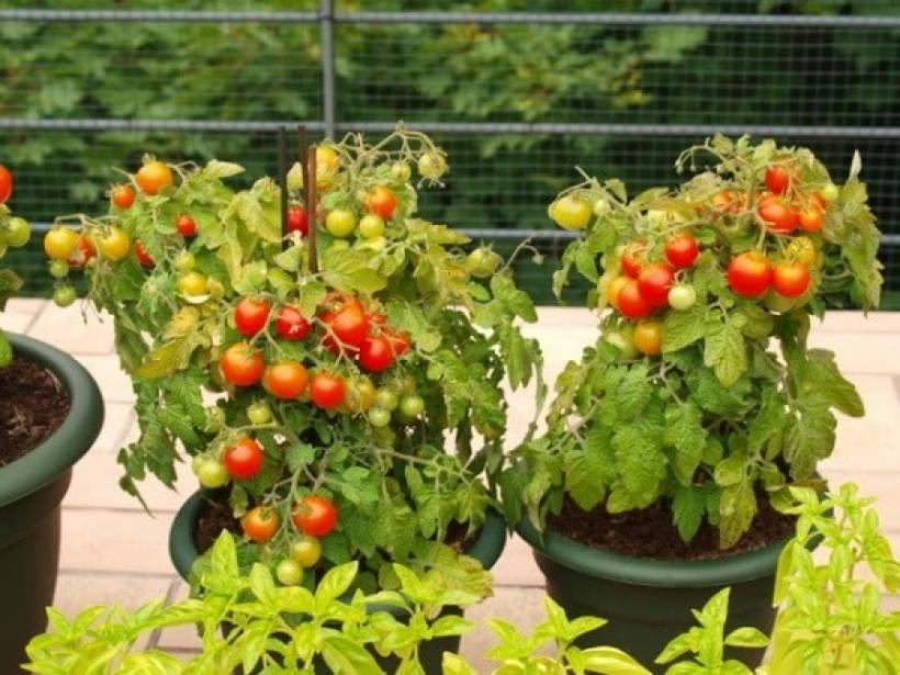 AGRICULTURĂ ÎN BALCON. 7 legume și verdețuri pe care le poți crește în ghiveci