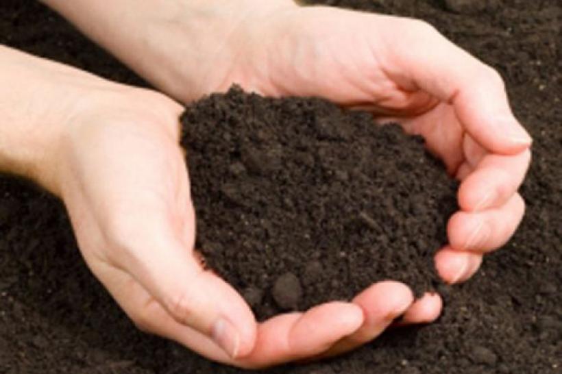 Secretele grădinaritului. 5 metode naturale eficiente de îmbunătățire a solului