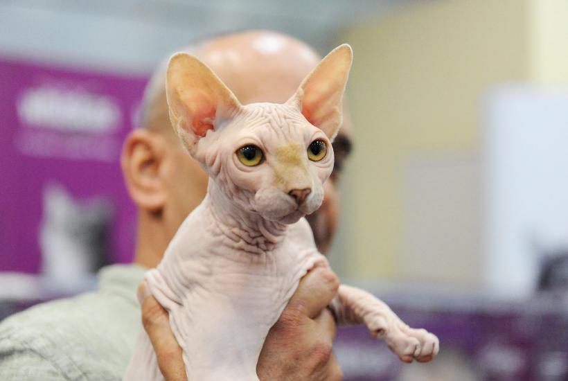 SofistiCAT 2016. Concursul celor mai frumoase pisici (GALERIE FOTO) 18551288