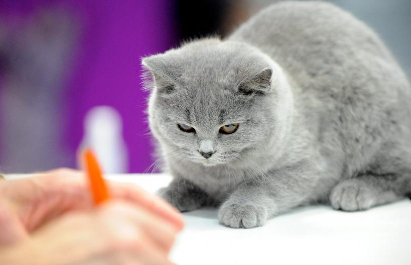 SofistiCAT 2016. Concursul celor mai frumoase pisici (GALERIE FOTO) 18551289