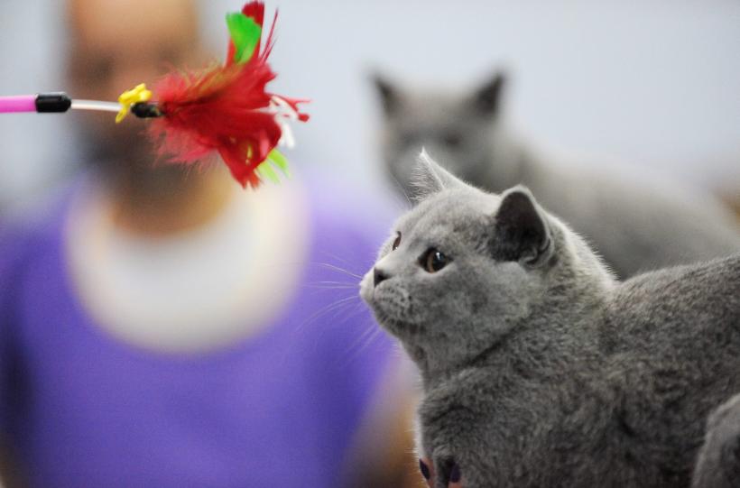 SofistiCAT 2016. Concursul celor mai frumoase pisici (GALERIE FOTO) 18551290