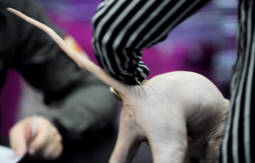 SofistiCAT 2016. Concursul celor mai frumoase pisici (GALERIE FOTO) 18551292