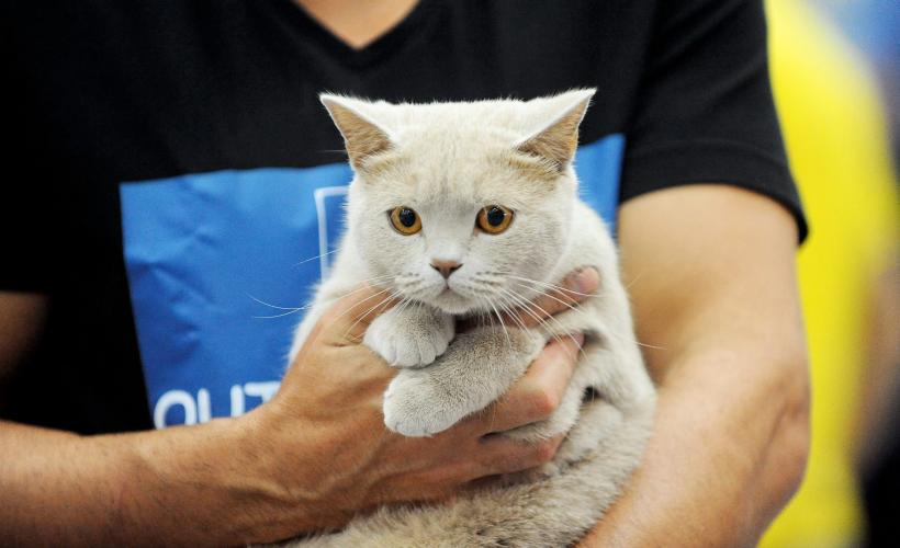 SofistiCAT 2016. Concursul celor mai frumoase pisici (GALERIE FOTO) 18551293