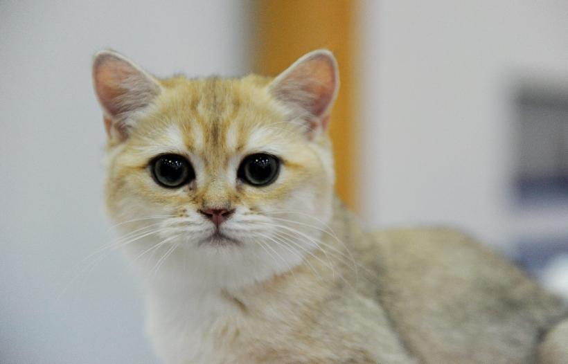 SofistiCAT 2016. Concursul celor mai frumoase pisici (GALERIE FOTO) 18551294