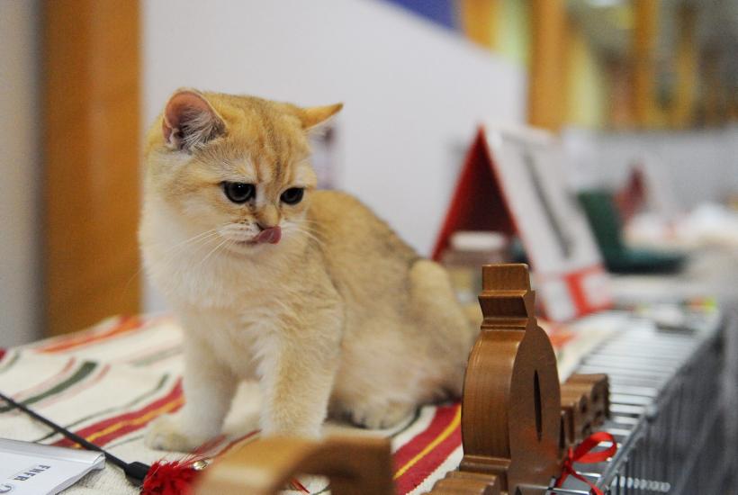 SofistiCAT 2016. Concursul celor mai frumoase pisici (GALERIE FOTO) 18551295