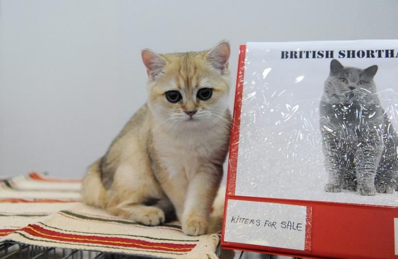 SofistiCAT 2016. Concursul celor mai frumoase pisici (GALERIE FOTO) 18551296