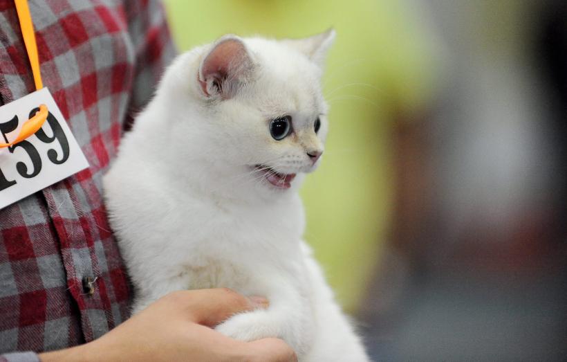 SofistiCAT 2016. Concursul celor mai frumoase pisici (GALERIE FOTO) 18551297