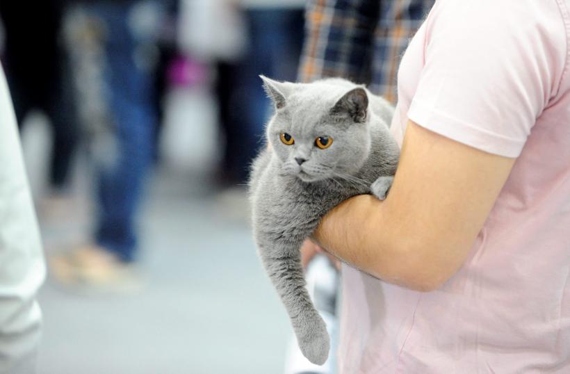 SofistiCAT 2016. Concursul celor mai frumoase pisici (GALERIE FOTO) 18551298