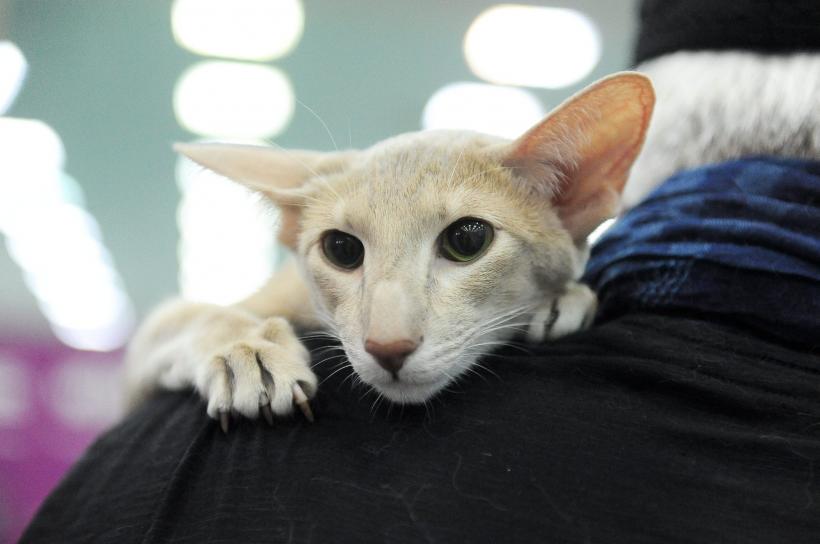 SofistiCAT 2016. Concursul celor mai frumoase pisici (GALERIE FOTO) 18551299