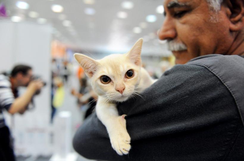 SofistiCAT 2016. Concursul celor mai frumoase pisici (GALERIE FOTO) 18551300