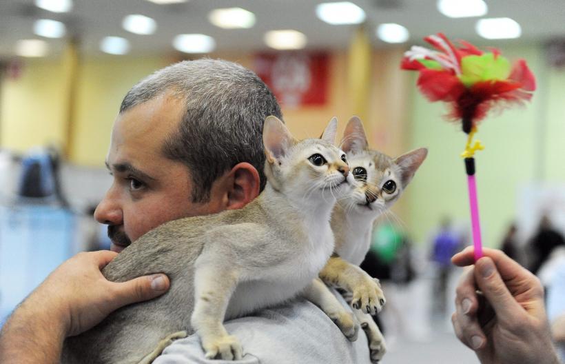 SofistiCAT 2016. Concursul celor mai frumoase pisici (GALERIE FOTO) 18551301