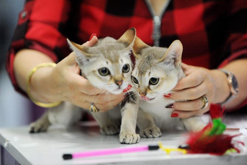 SofistiCAT 2016. Concursul celor mai frumoase pisici (GALERIE FOTO) 18551302