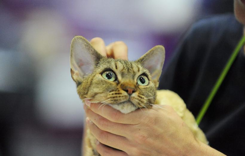 SofistiCAT 2016. Concursul celor mai frumoase pisici (GALERIE FOTO) 18551304