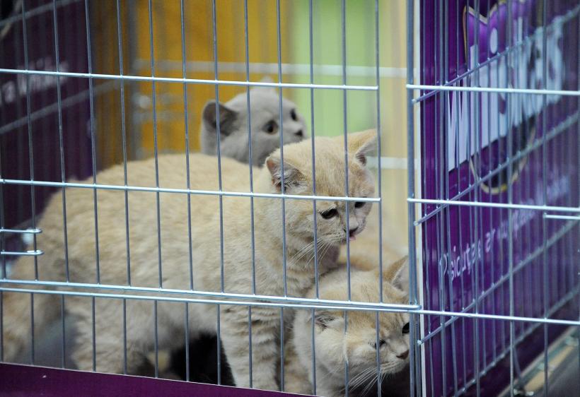 SofistiCAT 2016. Concursul celor mai frumoase pisici (GALERIE FOTO) 18551305