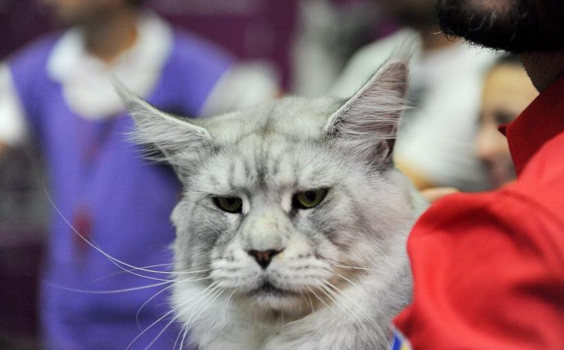 SofistiCAT 2016. Concursul celor mai frumoase pisici (GALERIE FOTO) 18551306