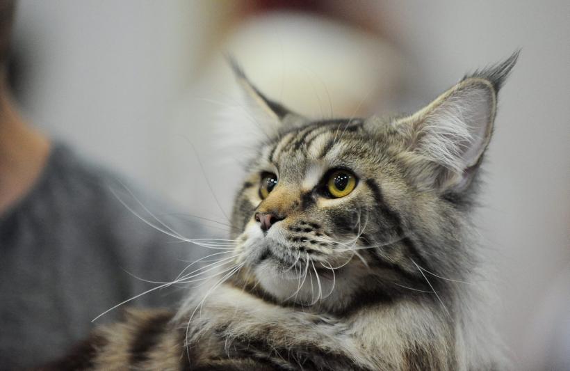 SofistiCAT 2016. Concursul celor mai frumoase pisici (GALERIE FOTO) 18551307